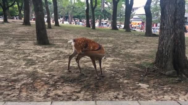 Cervi Che Camminano Liberamente Con Turisti Nara Park Osaka Giappone — Video Stock