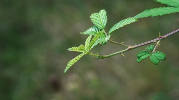 随风飘荡的野黑莓幼叶 — 图库视频影像