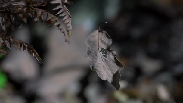 Danse Feuille Sèche Dans Vent — Video