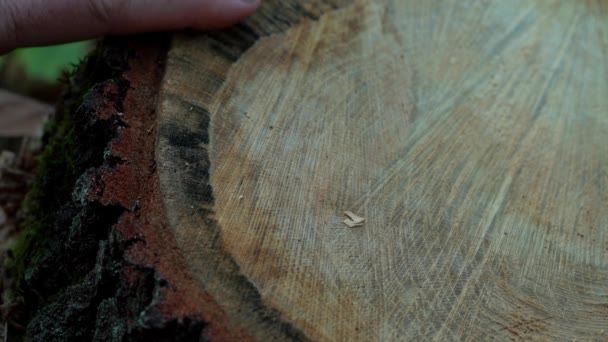 Homme Touche Ses Doigts Souche Arbre Coupé — Video