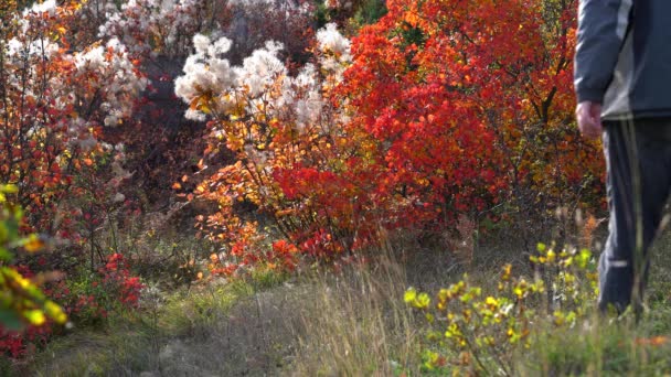 Mens Gaat Naast Mooie Kleuren Het Herfstlandschap — Stockvideo