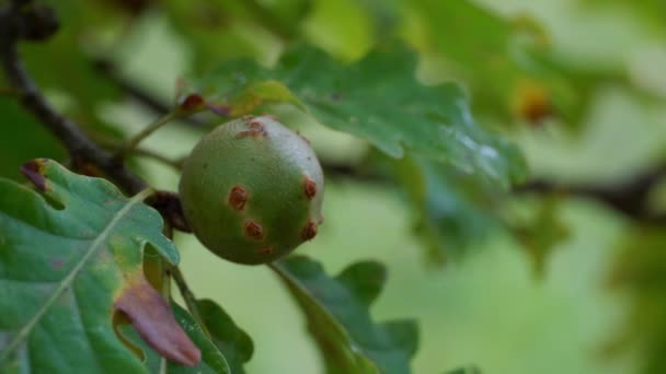 橡木苹果蜂 Biorhiza Pallida 造成的果冻 — 图库视频影像