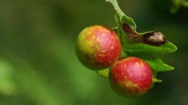 Yaban arısı larvası kiraz safrası (Diplolepis quercusfolii)