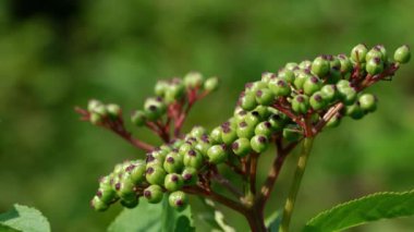 Avrupa Cüce Yaşlısı Olgunlaşmamış (Sambucus ebulus)
