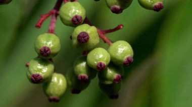 Avrupa Cüce Yaşlısı Olgunlaşmamış (Sambucus ebulus)