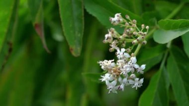 Çiçek açan Avrupa Cüce Yaşlısı (Sambucus ebulus)