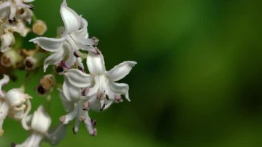 Çiçek açan Avrupa Cüce Yaşlısı (Sambucus ebulus)