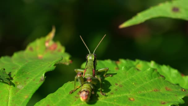 Green Grasshopper Watching Ежевичный Лист — стоковое видео