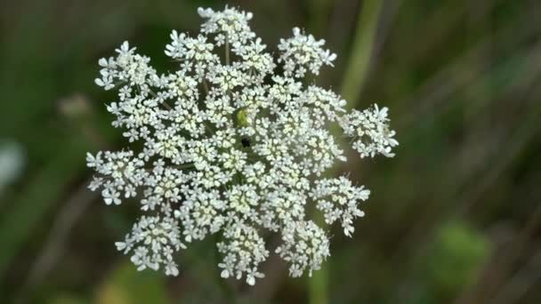 Flor Blanca Zanahoria Salvaje Ligera Brisa Daucus Carota — Vídeos de Stock