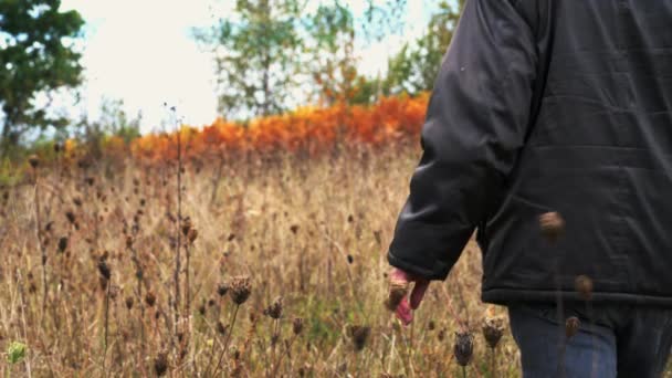 Man Goes Field Dry Flowers Wild Carrot Autumn Daucus Carota — Stock Video