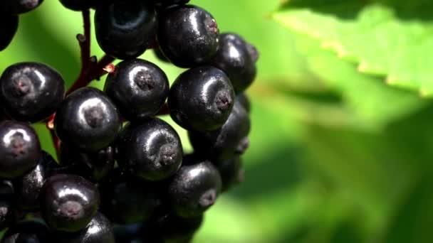 Elder Enano Europeo Maduro Sambucus Ebulus — Vídeo de stock