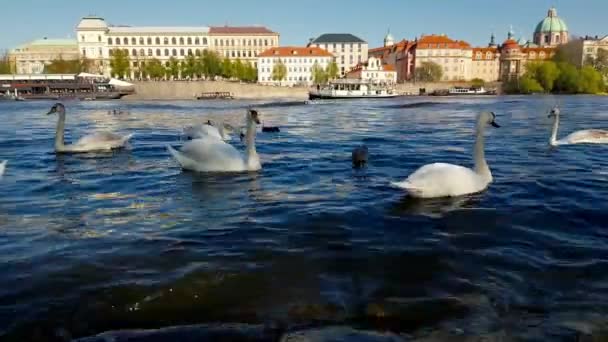 Прага Життя Річці Влтаві Чеська Республіка Квітня 2019 — стокове відео