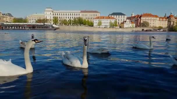 Πράγα Life Vltava River Czech Republic Απριλίου 2019 — Αρχείο Βίντεο