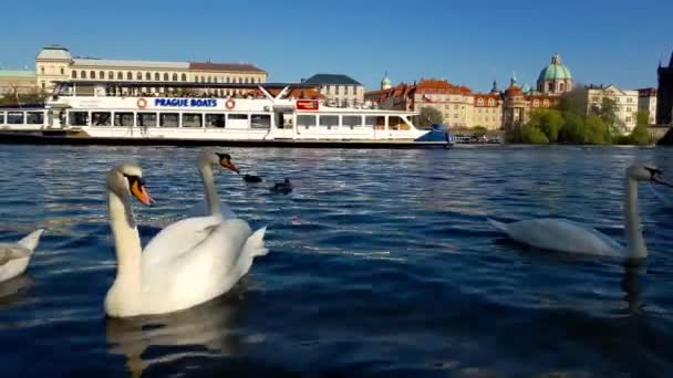 Πράγα Life Vltava River Czech Republic Απριλίου 2019 — Αρχείο Βίντεο