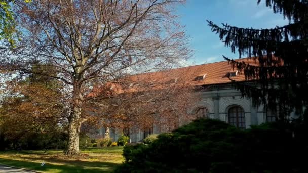 Primer Haya Cobre Hoja Roja Fagus Sylvatica Roal Garden Hradjalá — Vídeos de Stock