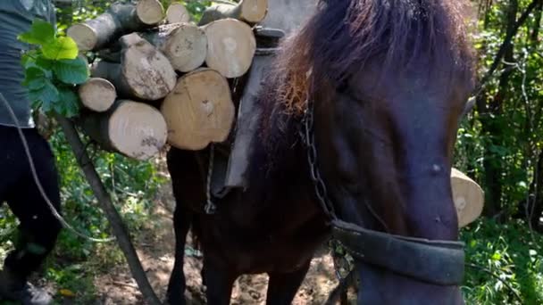 Ξυλεία Χέρι Φορτώνοντας Ξύλο Άλογο Για Μεταφέρει Στη Σέλα — Αρχείο Βίντεο