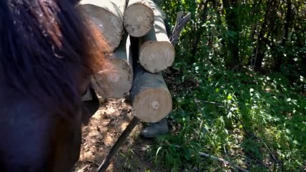 Oduncu Eyerde Taşımak Için Odunları Elle Ata Yüklüyor — Stok video