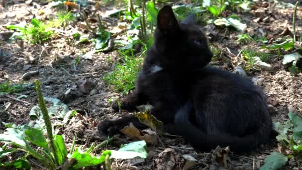 Pequeno Gato Cochilando Quintal — Vídeo de Stock