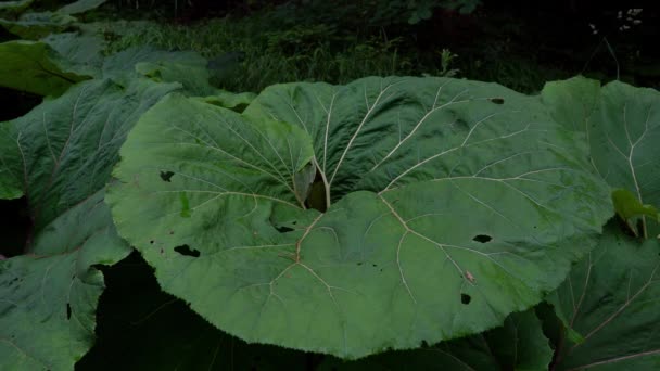 Hombre Toca Con Mano Common Butterbur Hoja Grande Petasites Hybridus — Vídeos de Stock