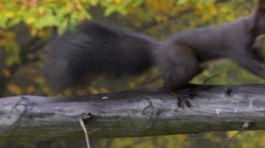 Sincap kış için fındık topluyor (Sciurus vulgaris)