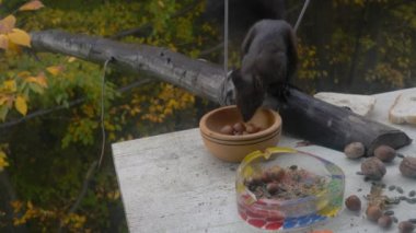 Sincap kış için fındık topluyor (Sciurus vulgaris) Pencere camından ateş et 