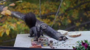 Sincap kış için fındık topluyor (Sciurus vulgaris) Pencere camından ateş et 
