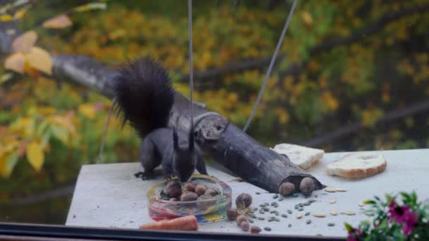 Eichhörnchen Sammelt Nüsse Für Den Winter Sciurus Vulgaris Schießt Aus — Stockvideo