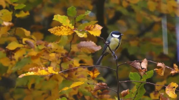 Great Tit (Parus major) dans la pousse du haut de l'arbre d'automne à partir du verre de fenêtre 