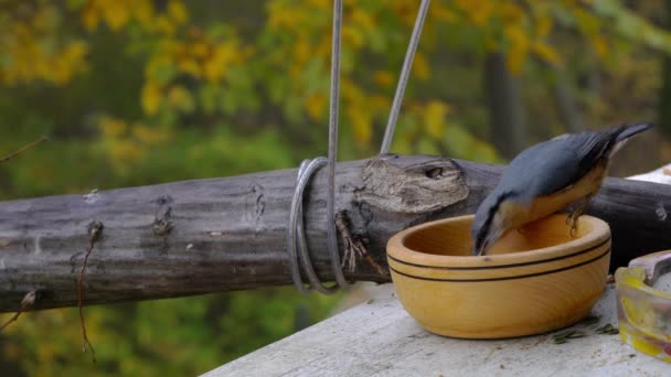 Eurasian Nuthatch Sitta Europaea Recogiendo Semillas Para Invierno — Vídeos de Stock