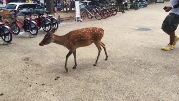 Cervi Che Camminano Liberamente Con Turisti Nara Park Osaka Giappone — Video Stock