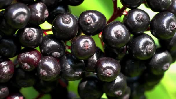 European Dwarf Elder Ripe Sambucus Ebulus — Stock Video