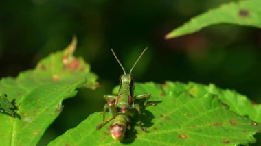 Yeşil Çekirge böğürtlen yaprağına bakıyor
