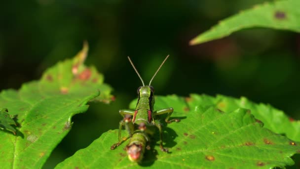 Green Grasshopper Watching Ежевичный Лист — стоковое видео