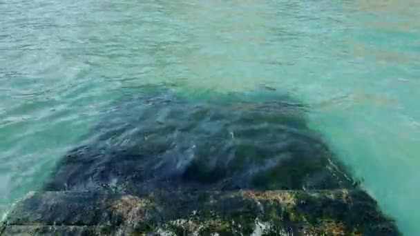 Submerged Stairs Sea Covered Plants Algae Venice Venezia Italy — Stock Video