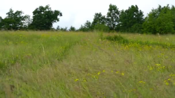 Grass Hard Wind Spring Flowers — Stock Video