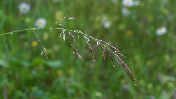 Raindrops Twig Grass Slight Breeze — Stock Video