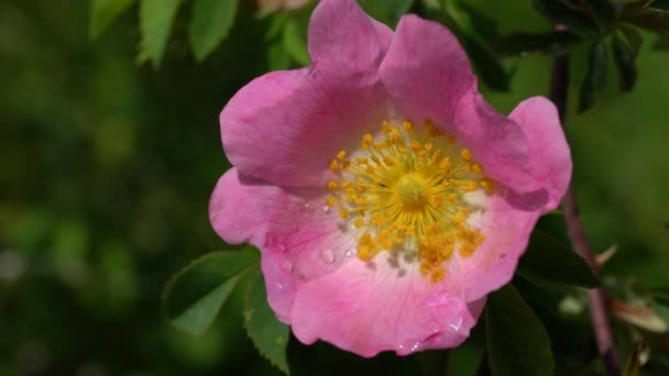 Vad Rózsa Rosa Canina Enyhe Szellőben — Stock videók