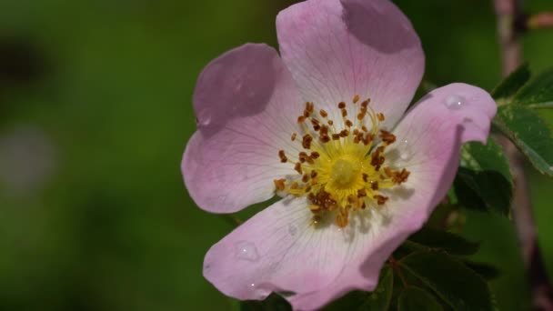 Άγριο Τριαντάφυλλο Rosa Canina Ελαφρύ Αεράκι — Αρχείο Βίντεο