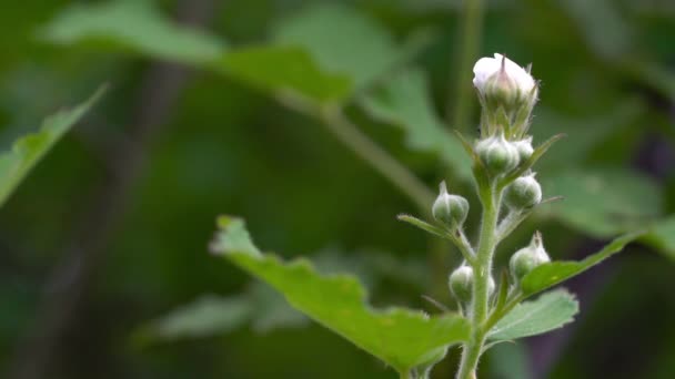 野生黑莓在自然环境中开始开花 — 图库视频影像