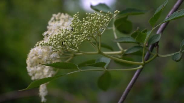 Старый Цветок Начале Цветения Sambucus Nigra — стоковое видео