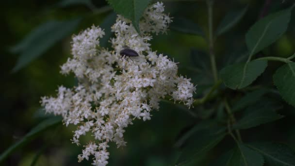 Äldste Blomma Lätt Bris Sambucus Nigra — Stockvideo