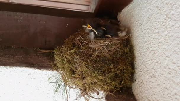 Nest Des Hausrotschwanzes Mit Baby Küken Unter Hausdach Phoenicurus Ochruros — Stockvideo