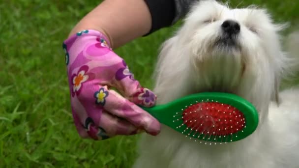 Mulher Está Penteando Cabelo Cão Maltês — Vídeo de Stock