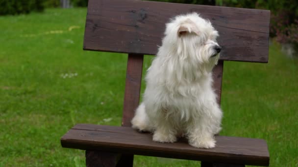 Cão Maltês Goza Cadeira Olha Volta — Vídeo de Stock