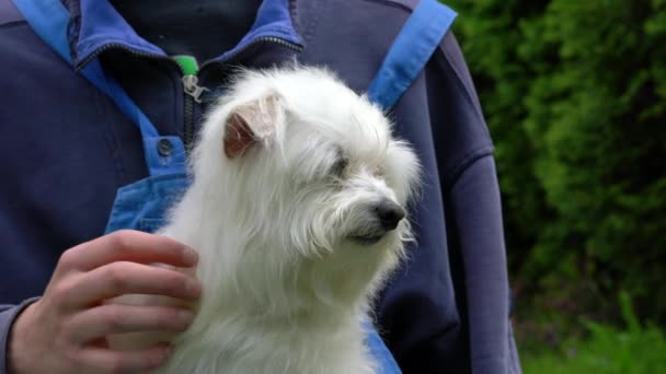 Ένα Νεαρό Αγόρι Χαϊδεύει Μαλτέζικο Σκύλο Στην Αγκαλιά Του — Αρχείο Βίντεο