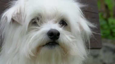 Malta Köpeği sandalyeden zevk alır ve etrafına bakar, portre