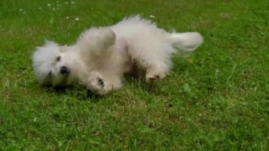 Maltese Köpeği çayırda yuvarlanıyor
