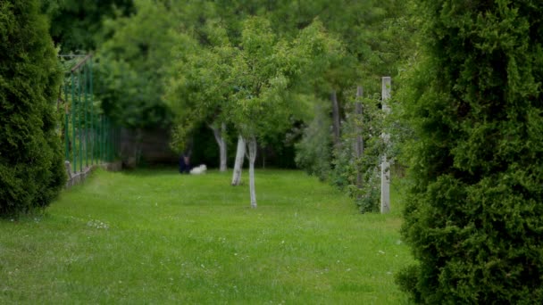 女はマルタ犬を牧草地を越えて走らせる — ストック動画