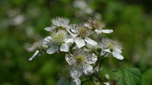 Wild Blackberry Květiny Mírném Vánku — Stock video