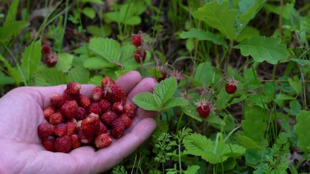 Mano Llena Fresas Silvestres Ambiente Natural — Vídeos de Stock